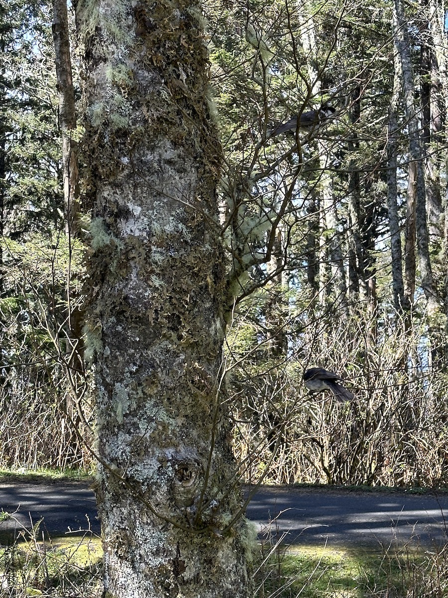 Kanada Kargası (obscurus/griseus) - ML551091141