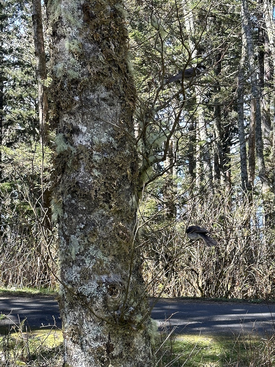 Mésangeai du Canada (obscurus/griseus) - ML551091141