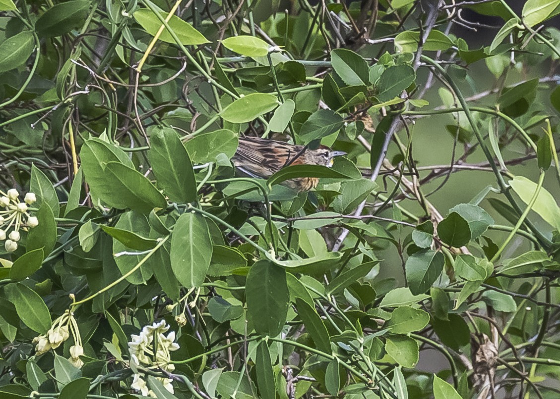 Chotoy Spinetail - Amed Hernández