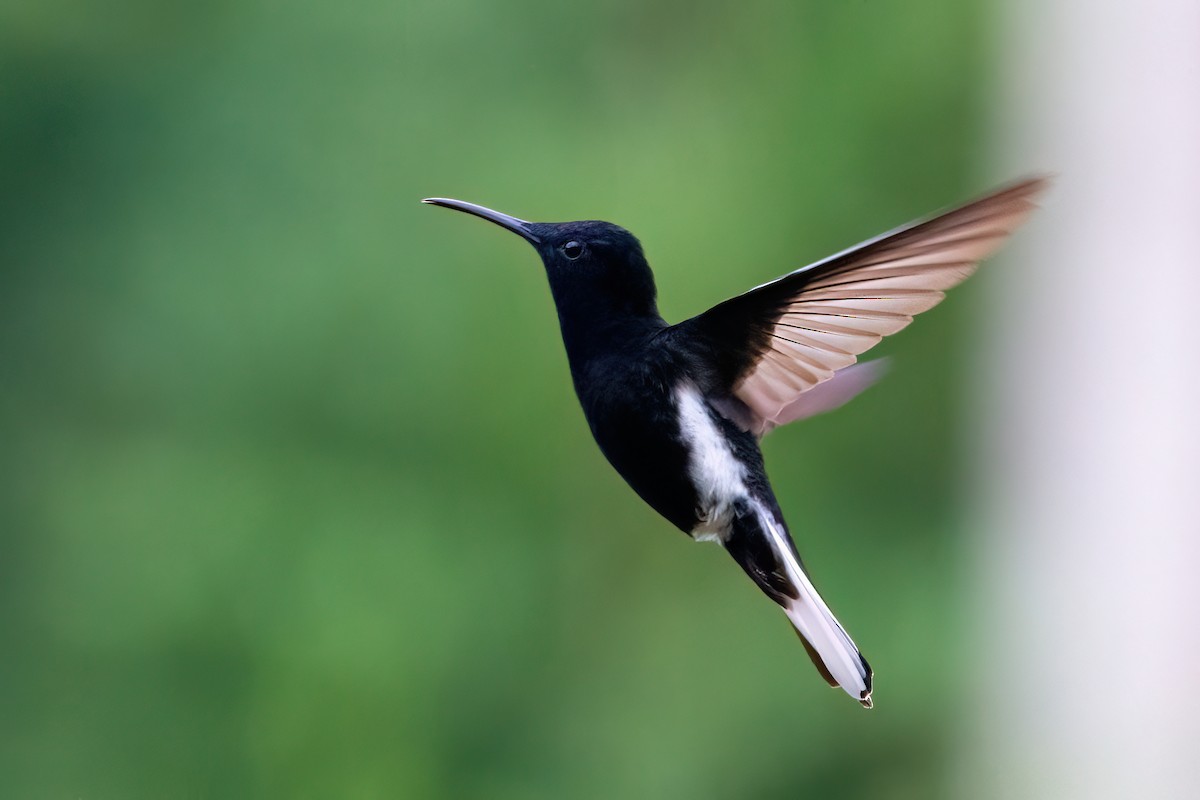 kolibřík černobílý - ML551091901