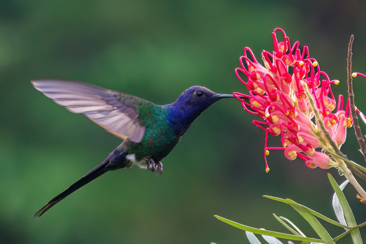 Colibri hirondelle - ML551091961