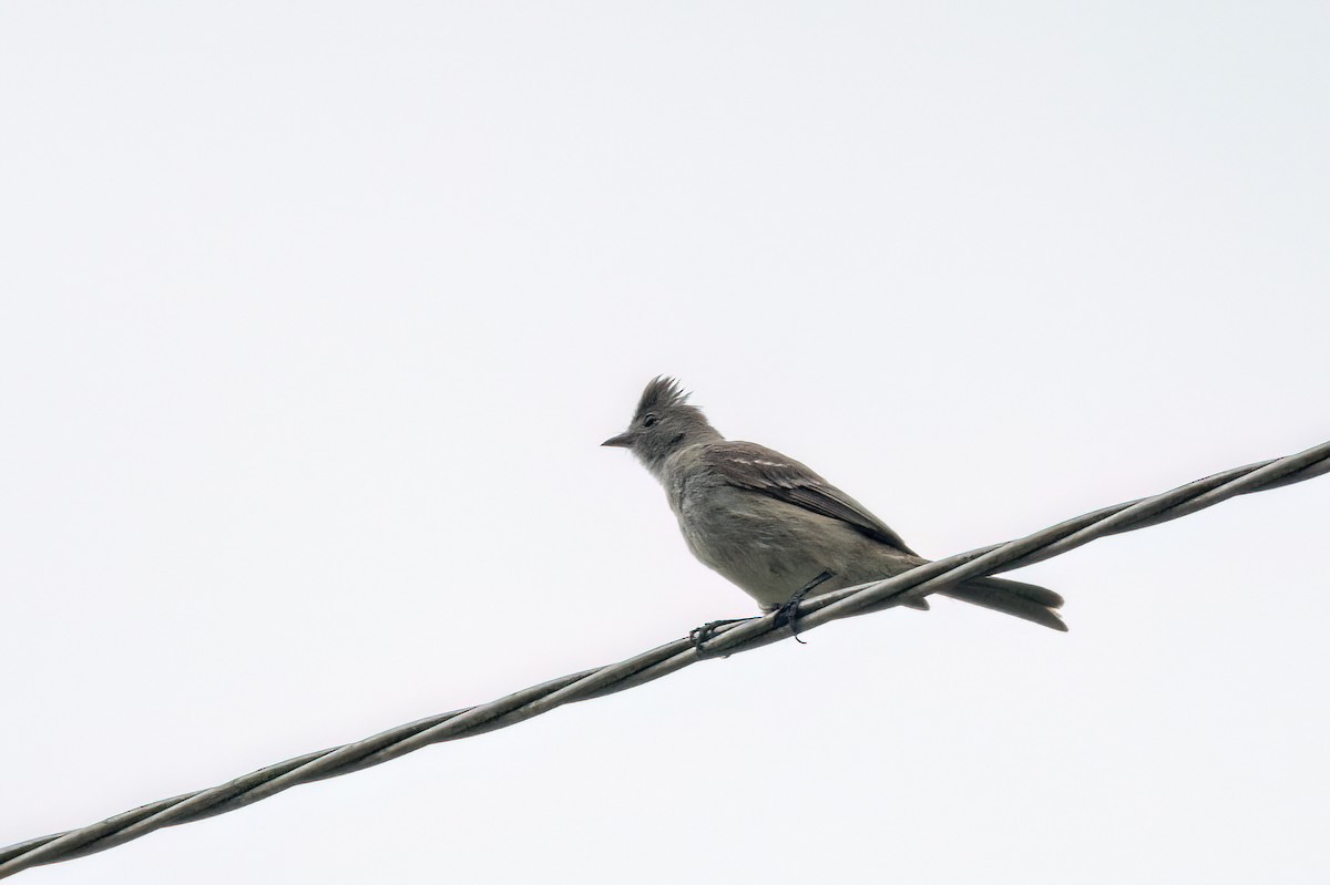 Yellow-bellied Elaenia - ML551091981