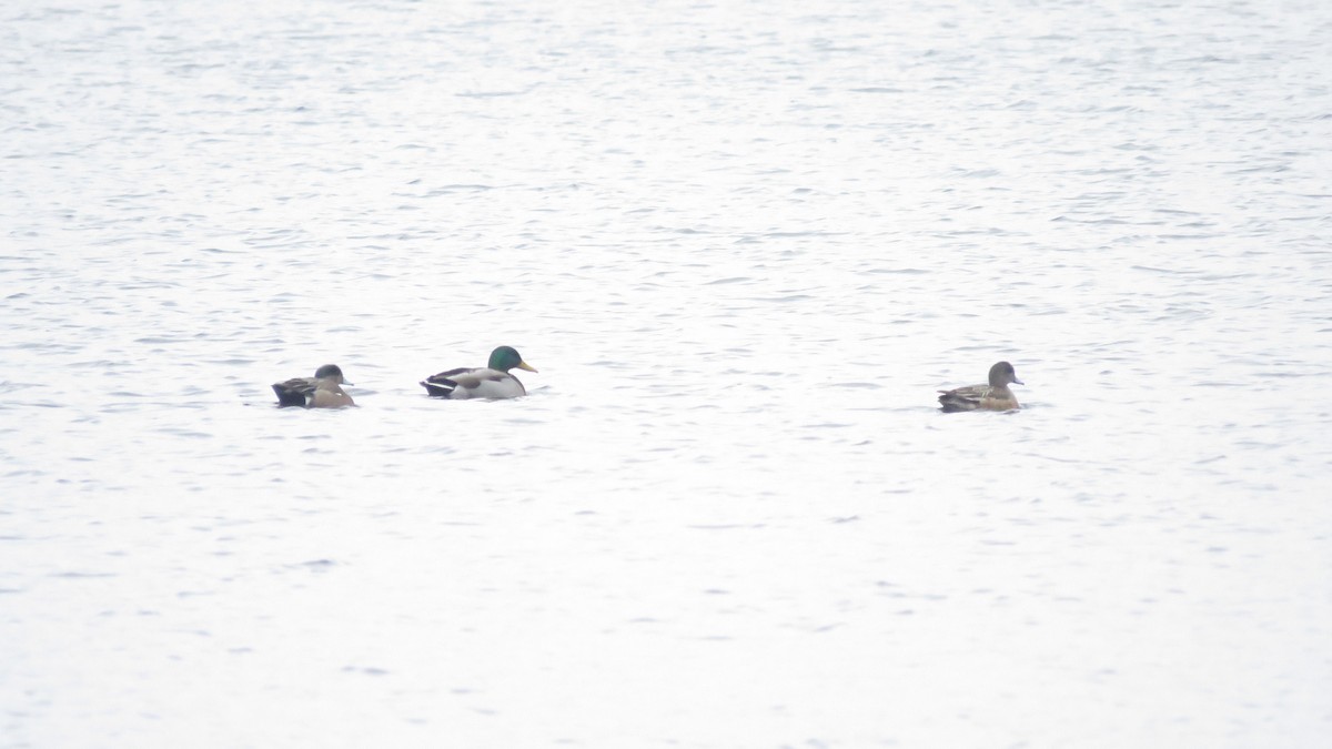 American Wigeon - Dan J. MacNeal