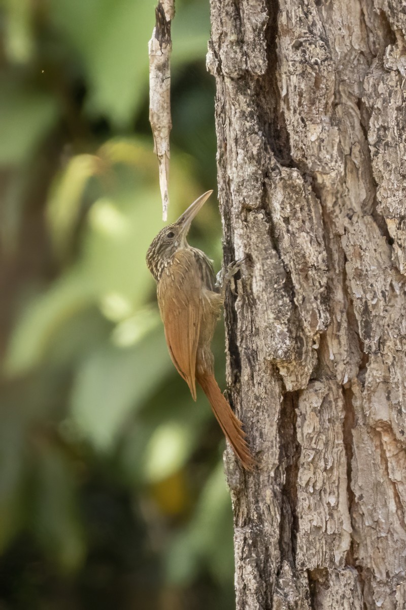 Ivory-billed Woodcreeper - ML551092491