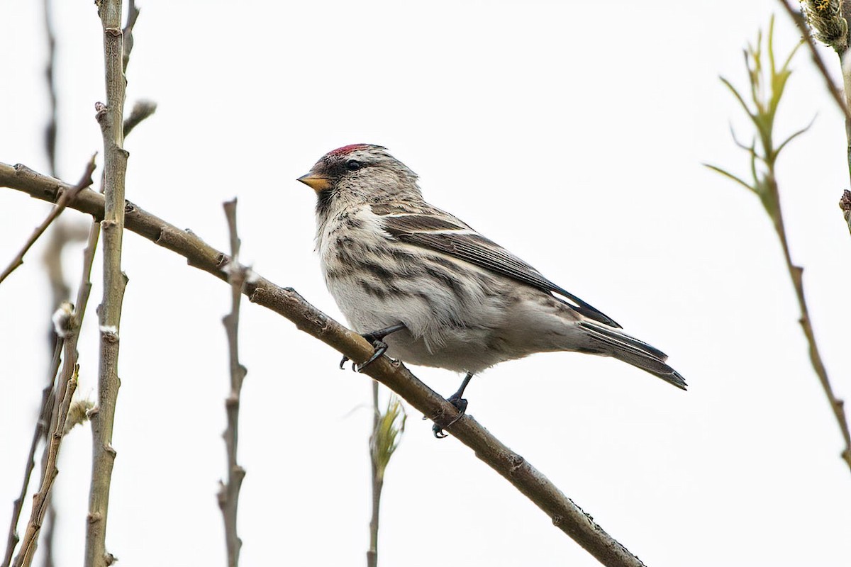 Redpoll (Common) - Sam Reitsma