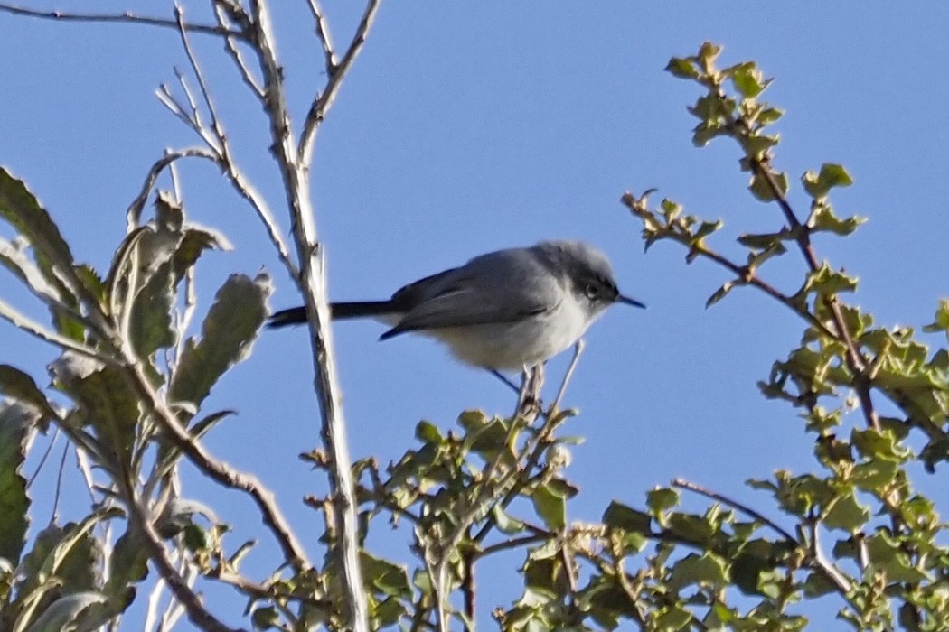 ברחשית כחלחלה - ML551093081