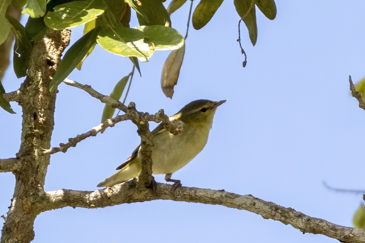 Philadelphia Vireo - ML551093351