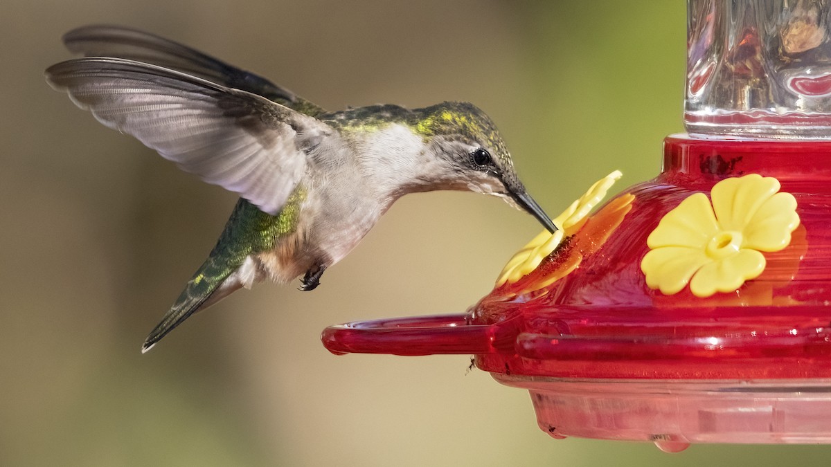 Colibrí Gorjirrubí - ML551094331