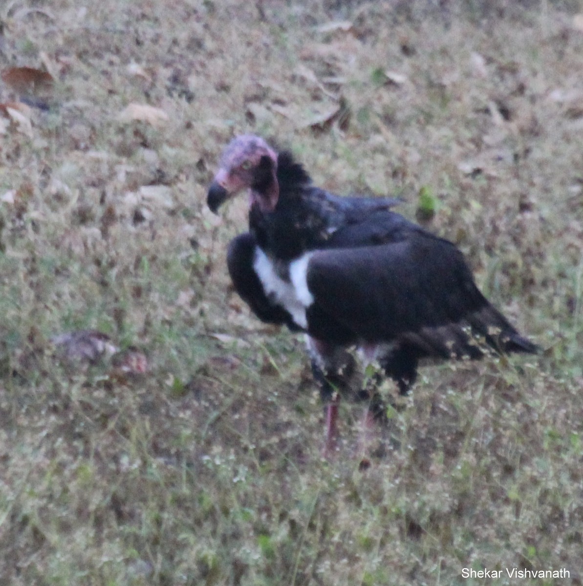 Red-headed Vulture - ML55109451