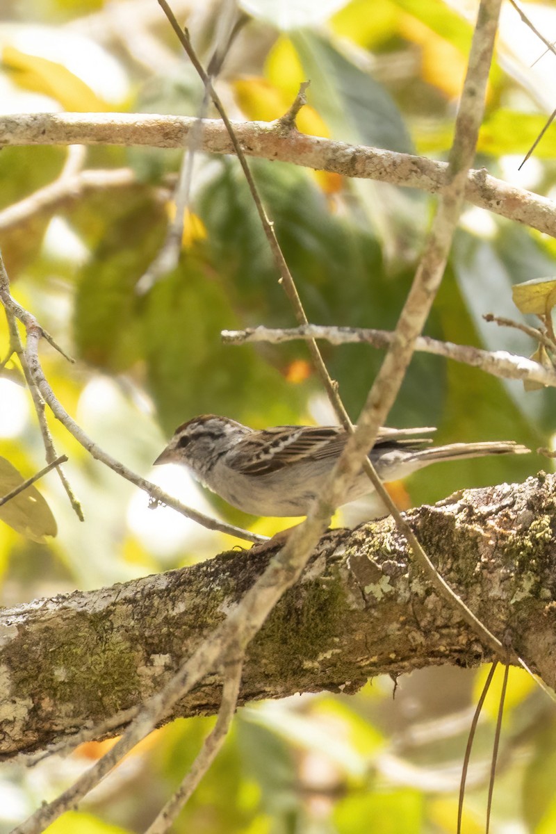 Chipping Sparrow - ML551094641