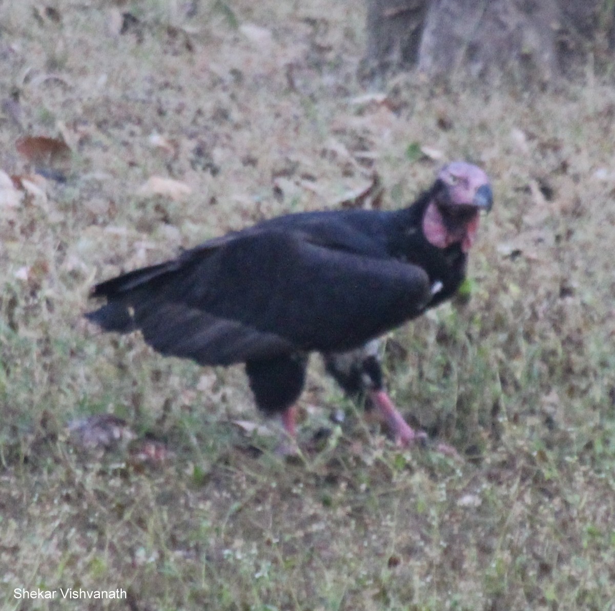 Red-headed Vulture - ML55109481