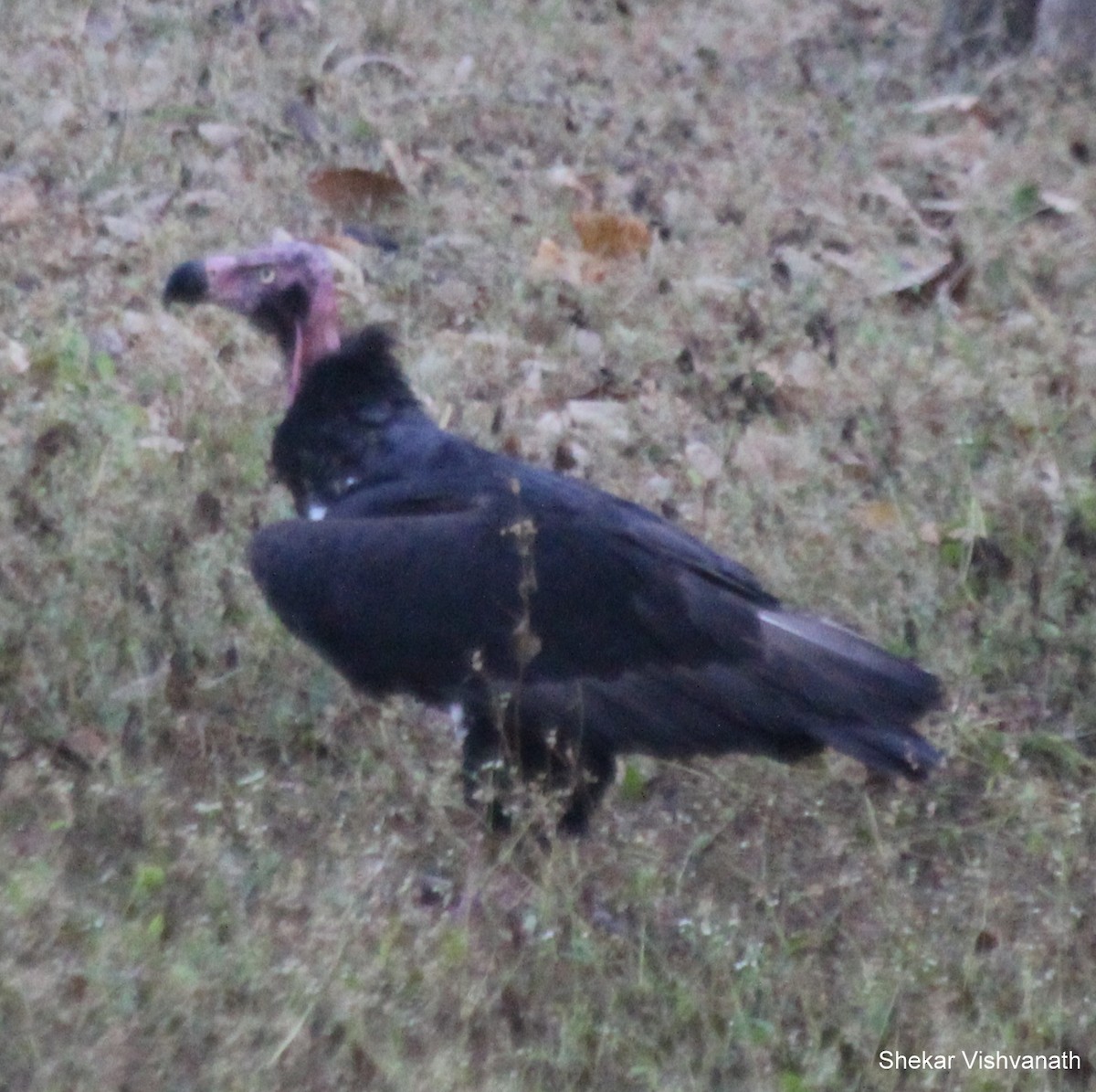 Red-headed Vulture - ML55109491