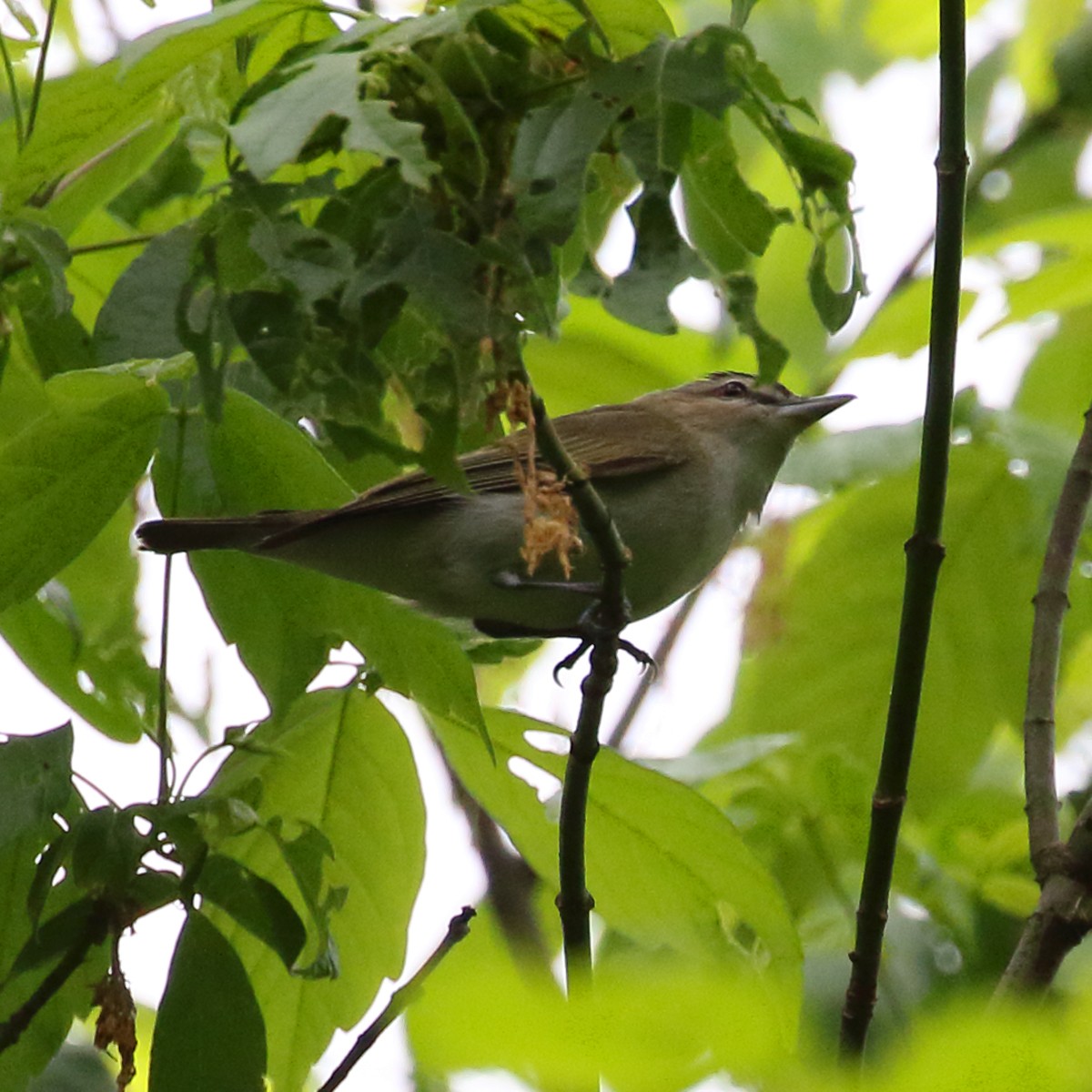 Red-eyed Vireo - ML55109561