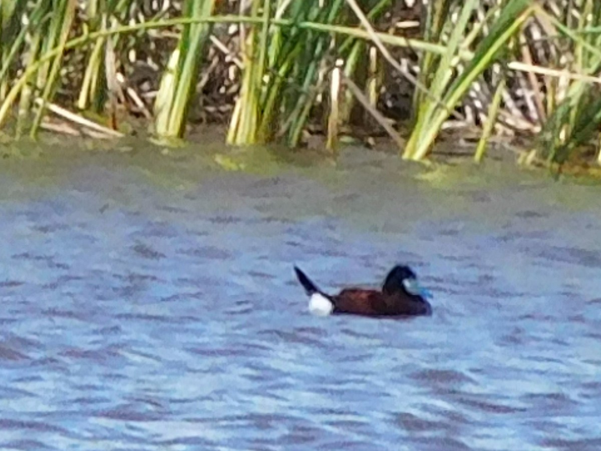 Ruddy Duck - ML55109591