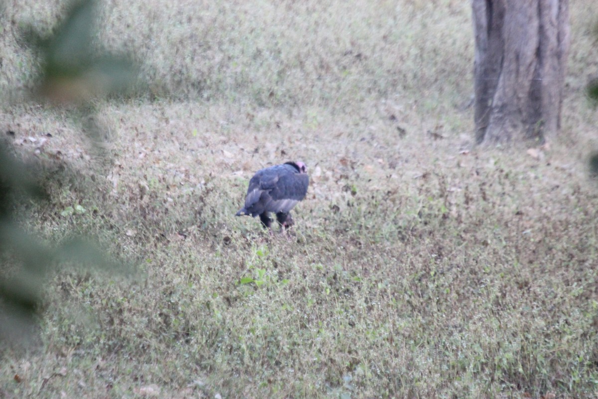 Red-headed Vulture - ML55109611