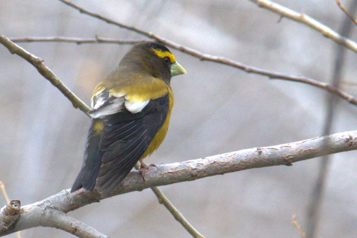 Evening Grosbeak - ML551099361