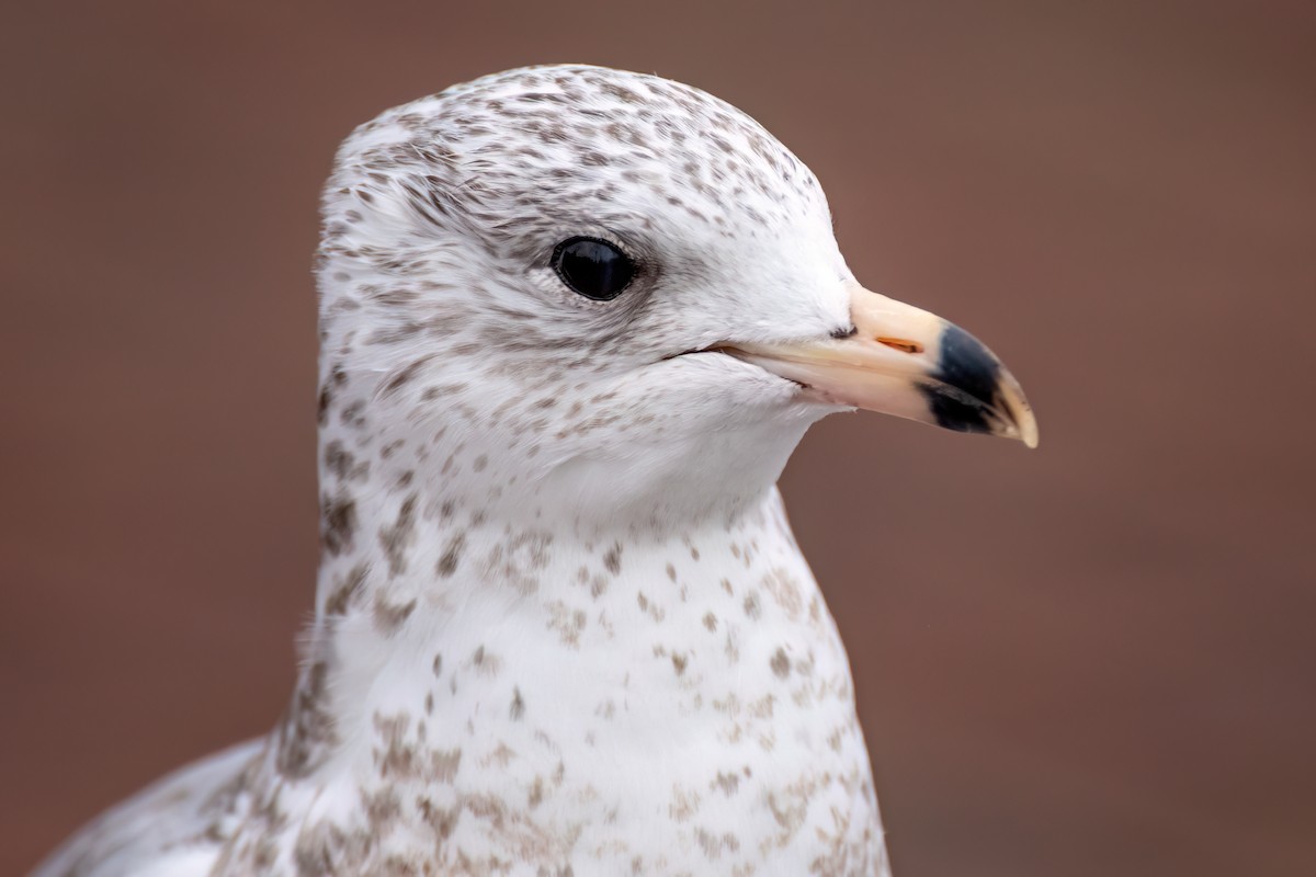 Ring-billed Gull - ML551099571