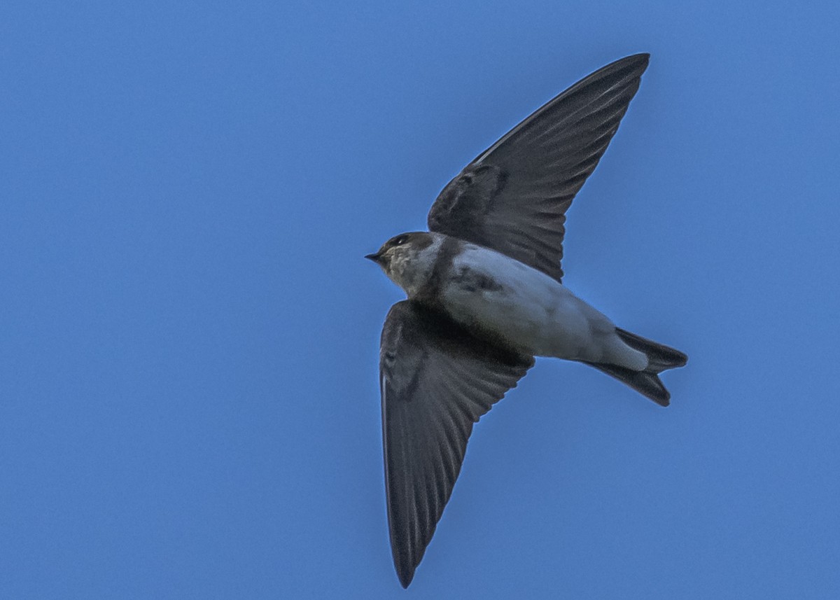 Bank Swallow - Amed Hernández