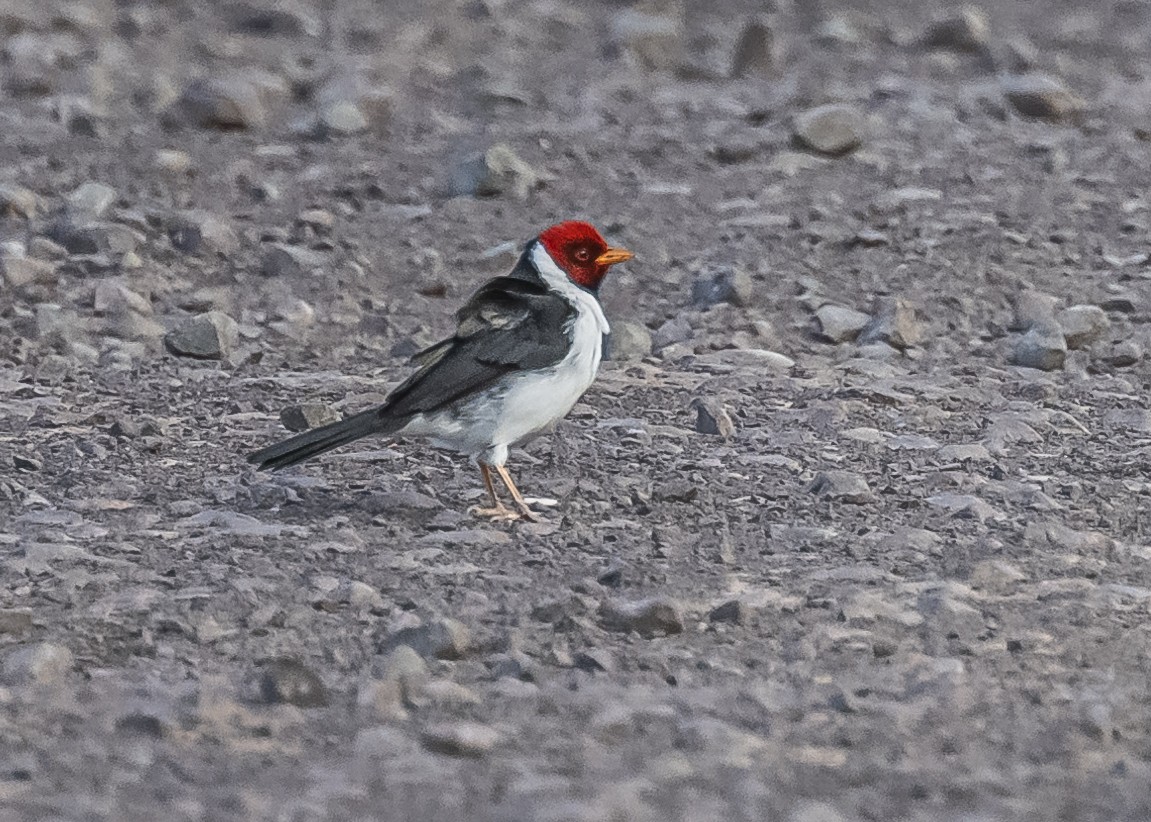 Yellow-billed Cardinal - Amed Hernández