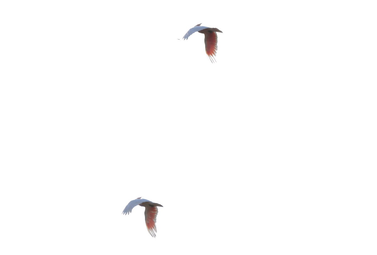Pink Cockatoo - ML551100451