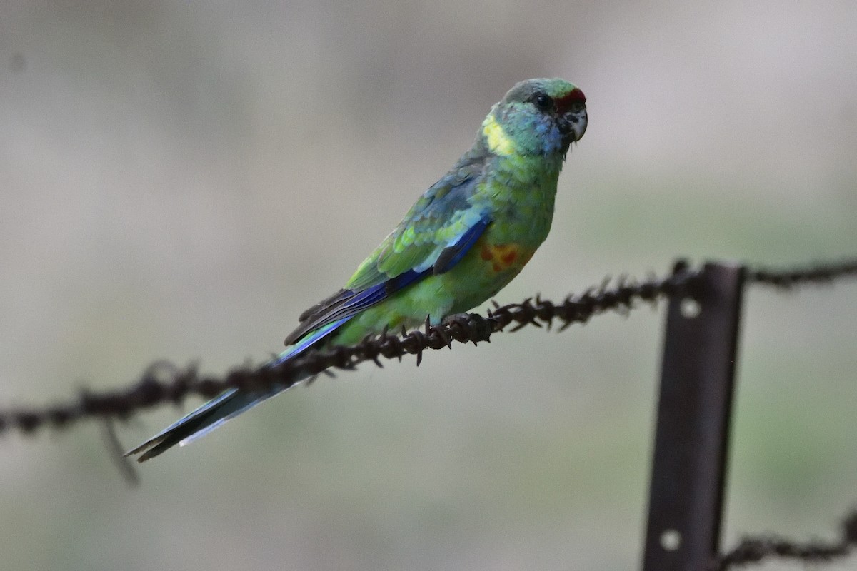 Australian Ringneck (Mallee) - ML551100511