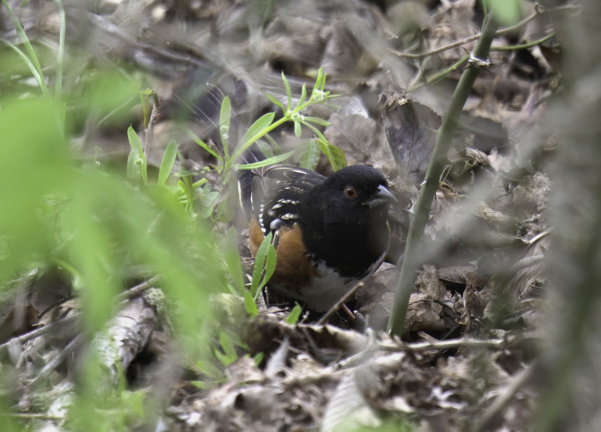Spotted Towhee - ML551100561