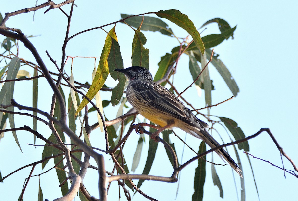 Red Wattlebird - ML551100571