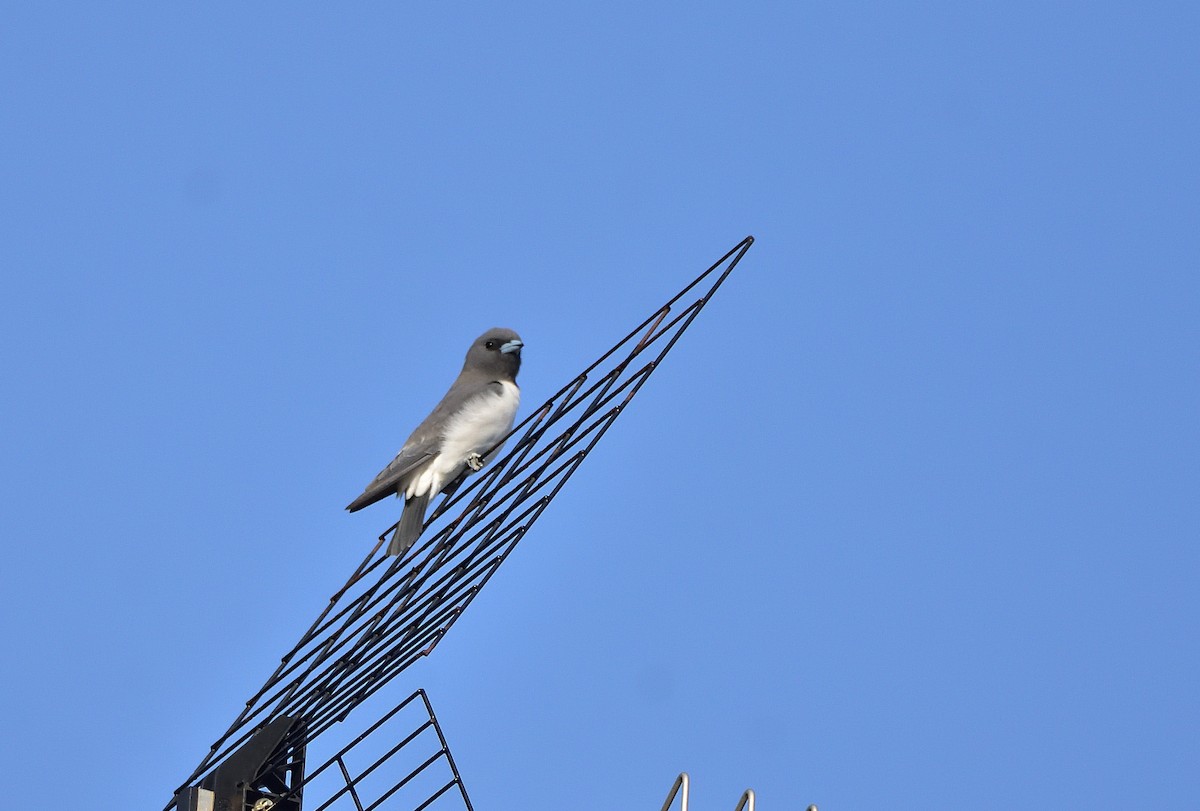 White-breasted Woodswallow - ML551100621