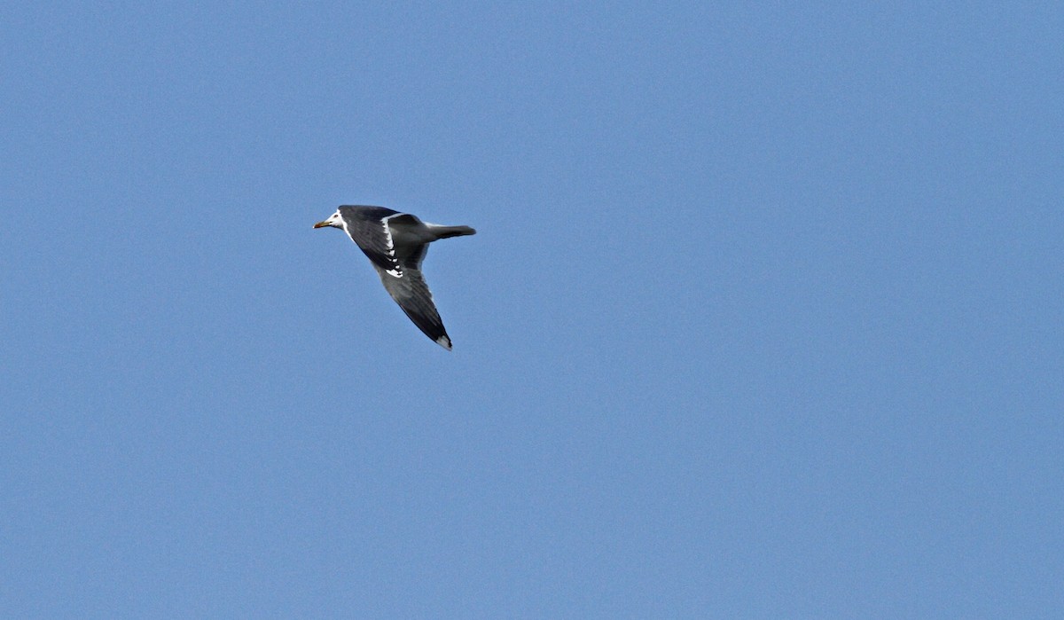 Great Black-backed Gull - Andrew Steele