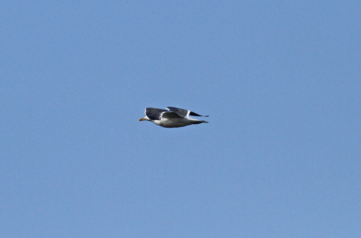 Great Black-backed Gull - ML551100651