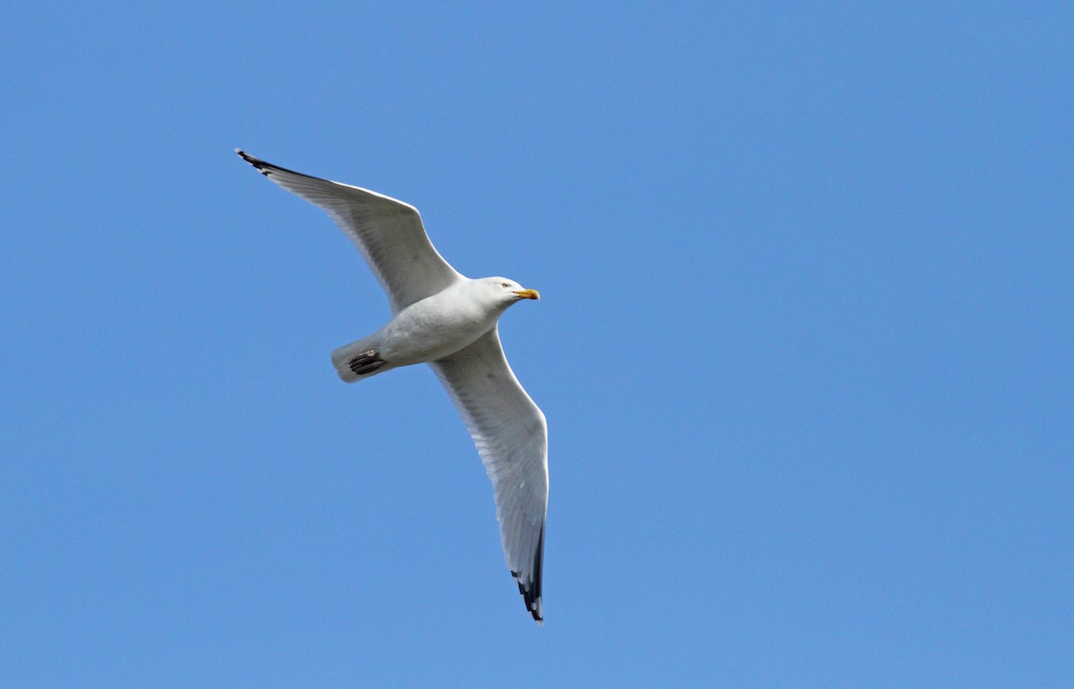 Great Black-backed Gull - ML551100661