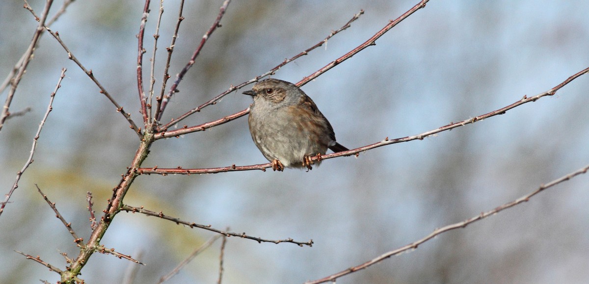 Dunnock - ML551100811