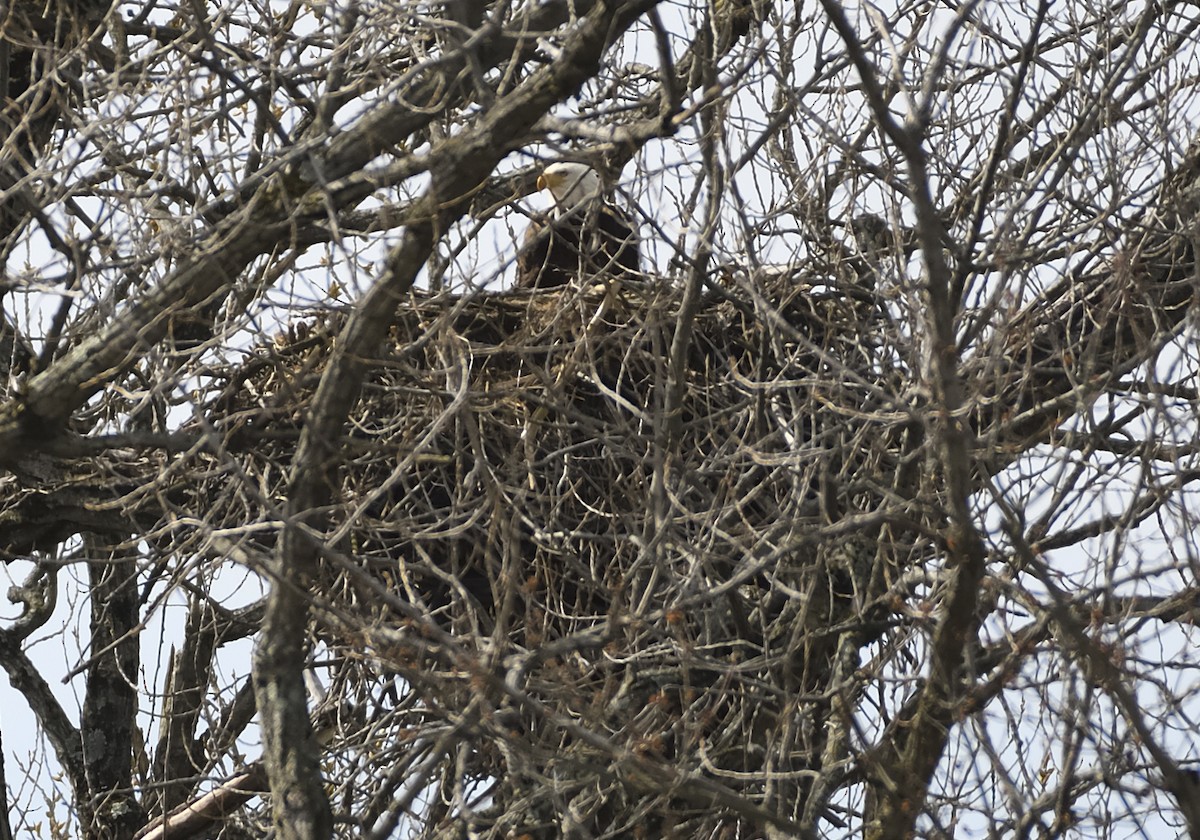 Bald Eagle - ML551100821