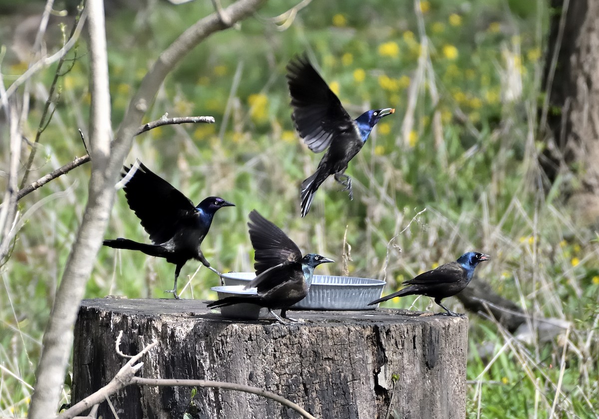 Common Grackle - ML551100851