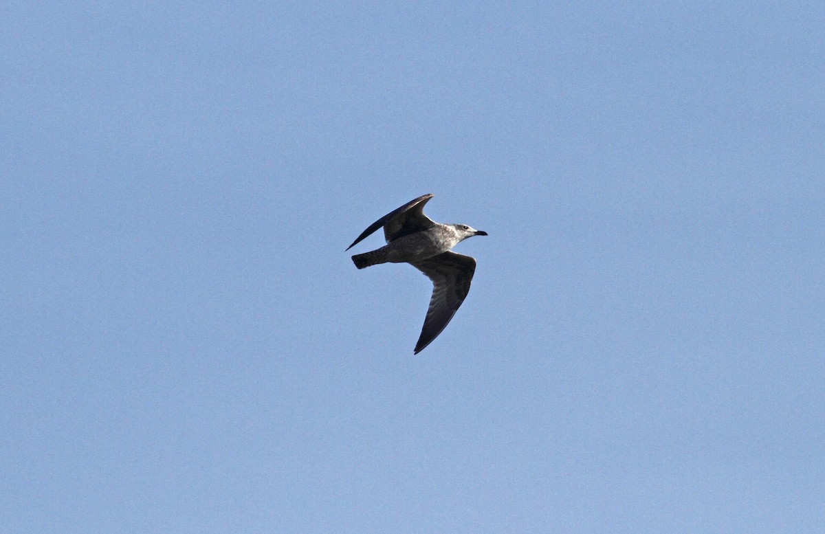 Lesser Black-backed Gull - Andrew Steele