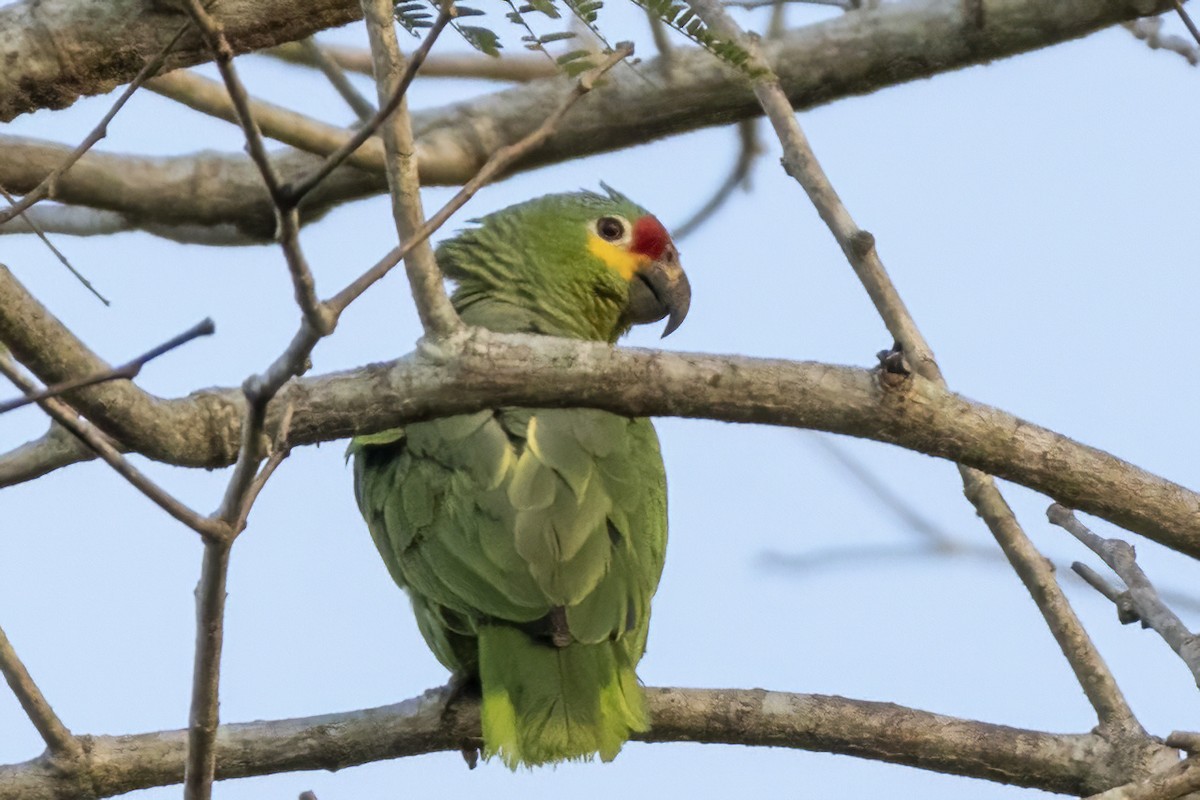 Red-lored Parrot - ML551101281