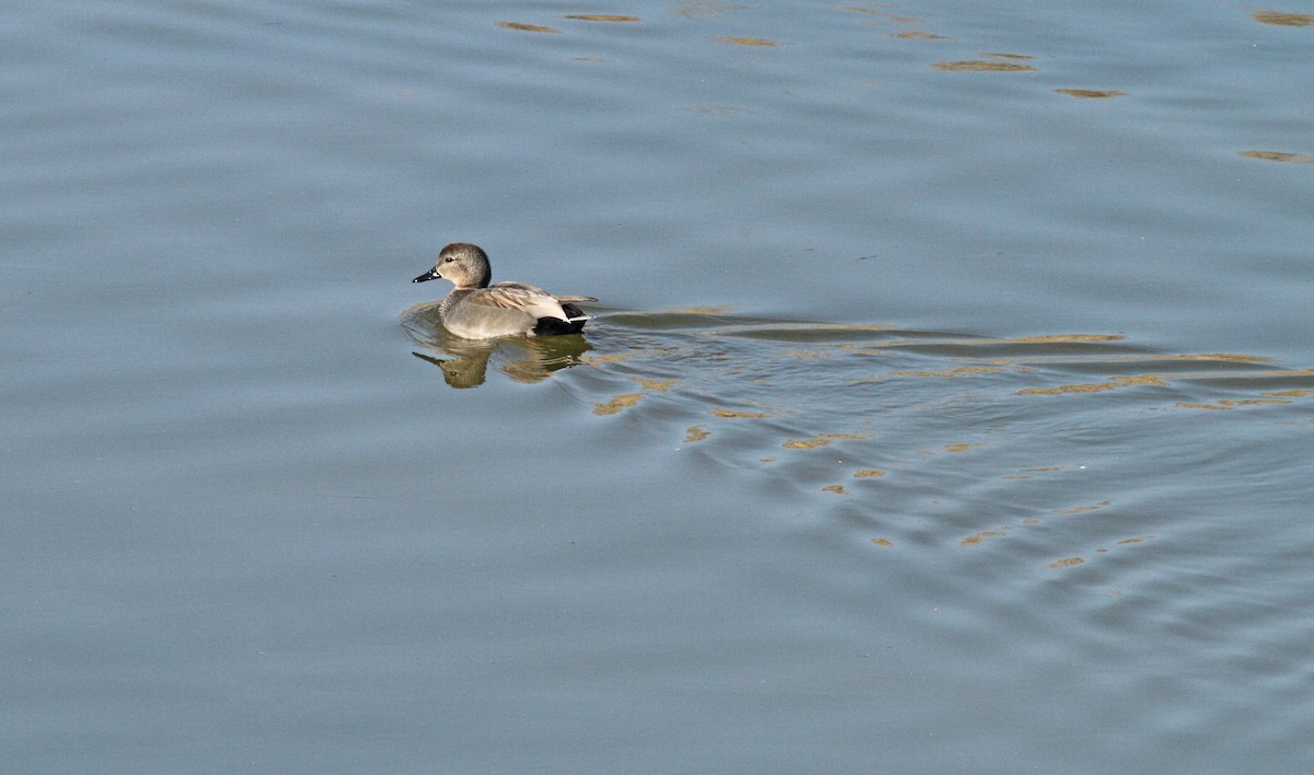 Gadwall - Andrew Steele