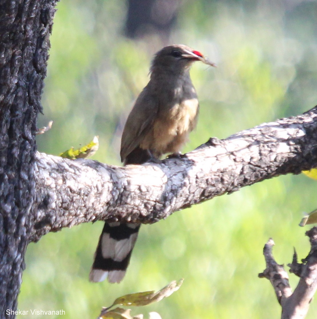 Sirkeer Malkoha - ML55110201