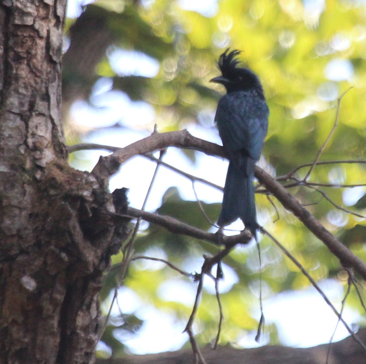 Greater Racket-tailed Drongo - ML55110301