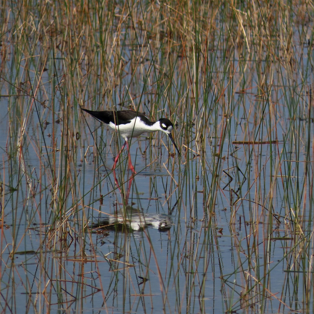 Black-necked Stilt - ML551103881