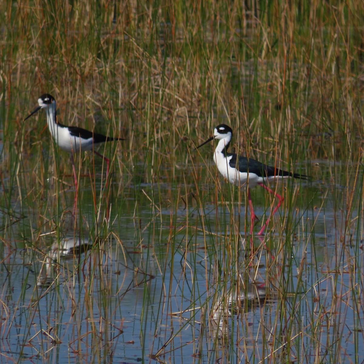 Black-necked Stilt - ML551103901