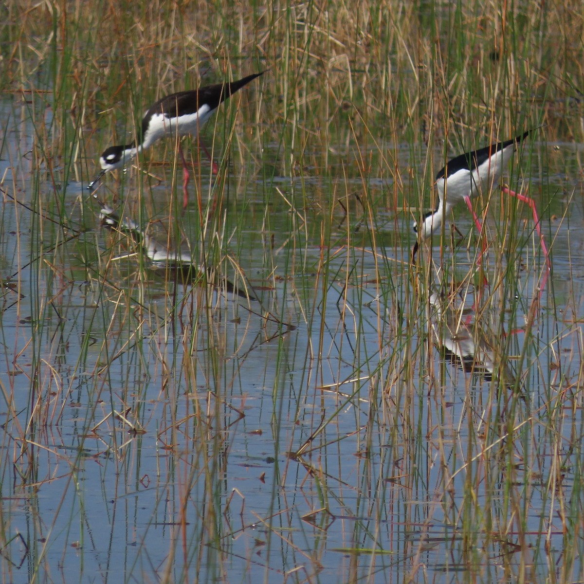 Black-necked Stilt - ML551103951