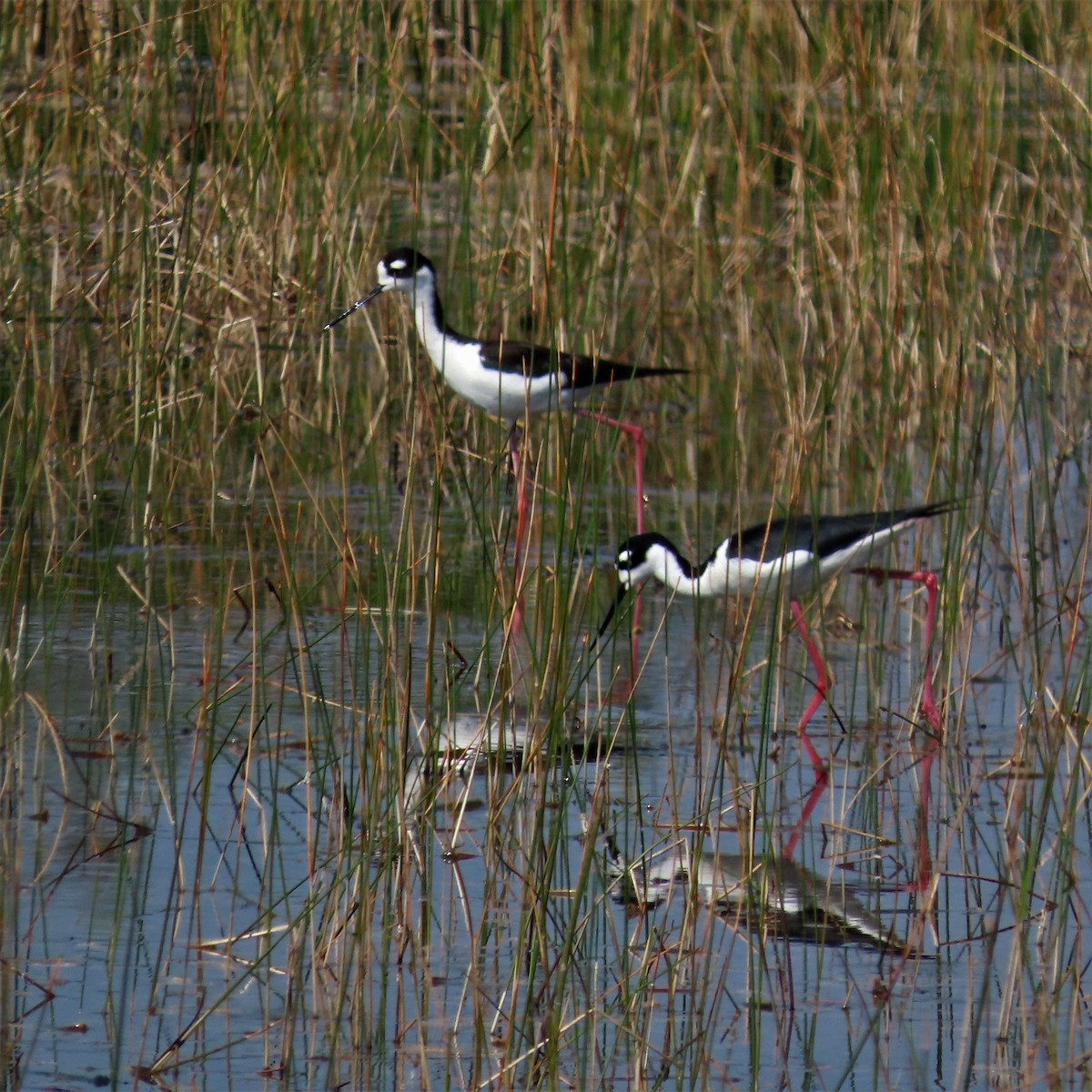 Black-necked Stilt - ML551103971