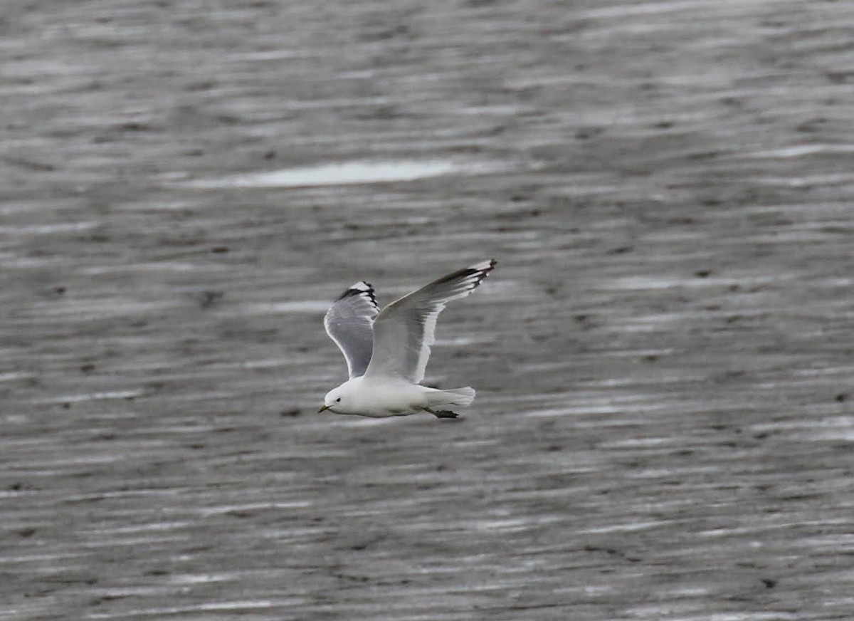 Short-billed Gull - ML551104161