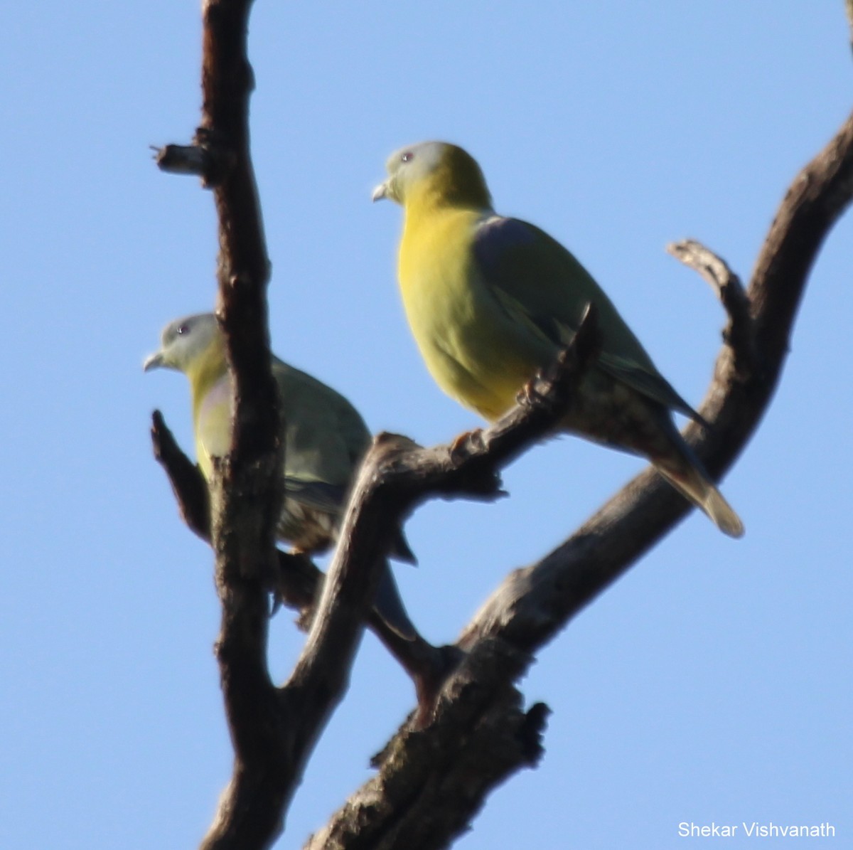 Yellow-footed Green-Pigeon - ML55110421