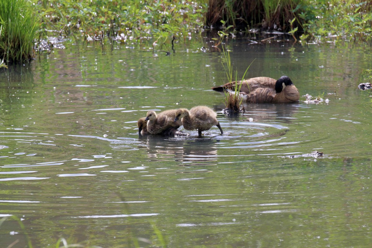 Canada Goose - ML551104331