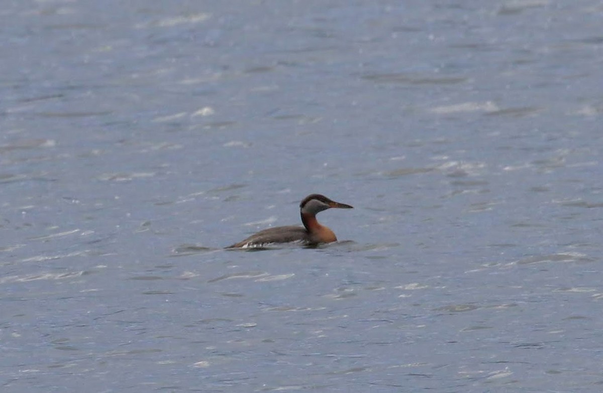 Red-necked Grebe - ML551104461