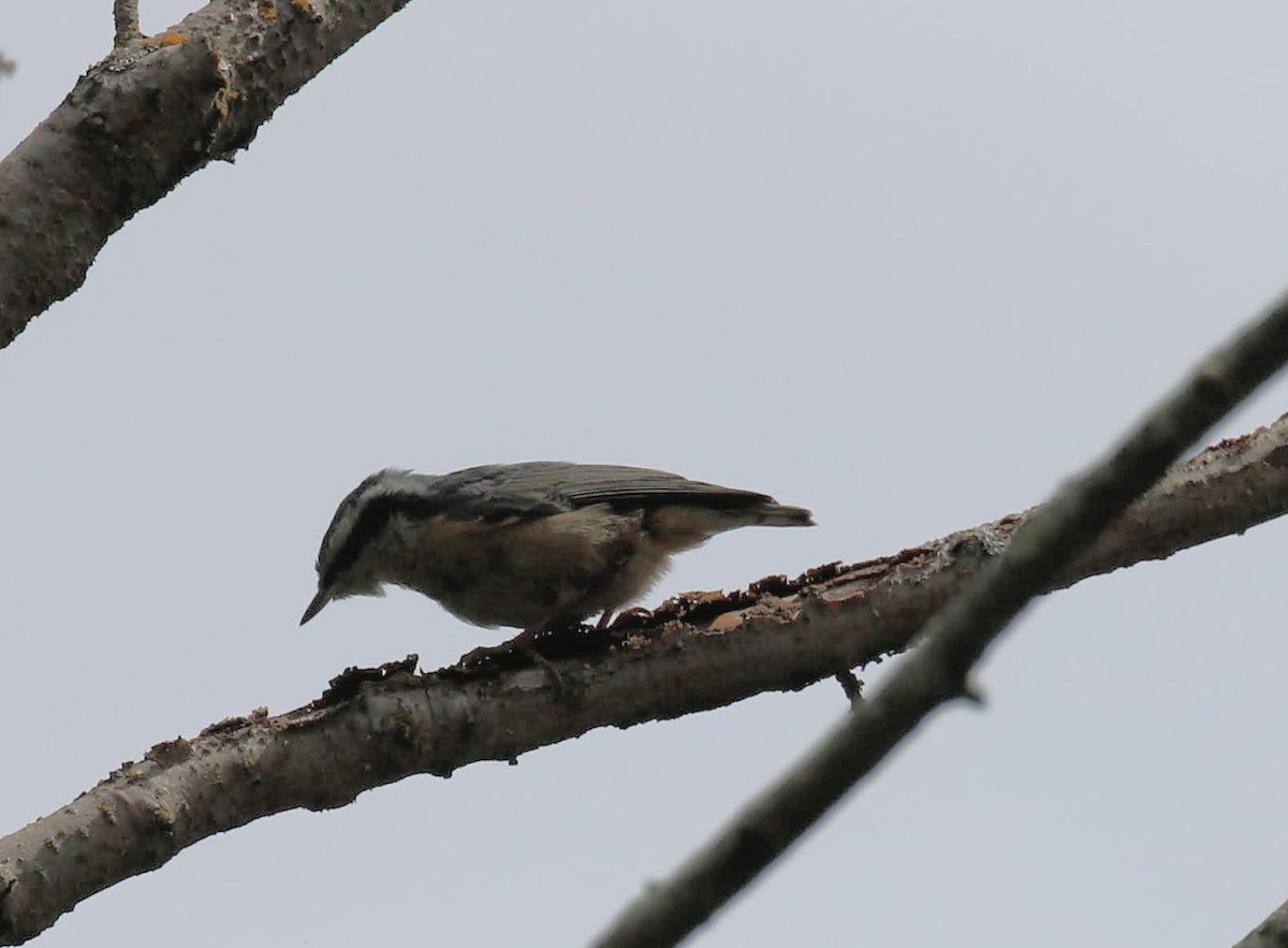 Red-breasted Nuthatch - Leesa Goodson