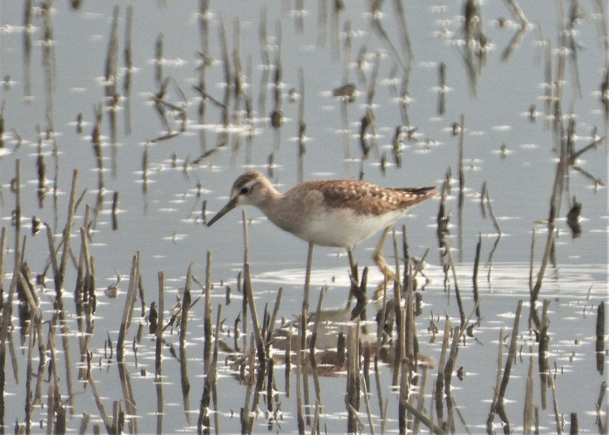 Wood Sandpiper - ML551104701