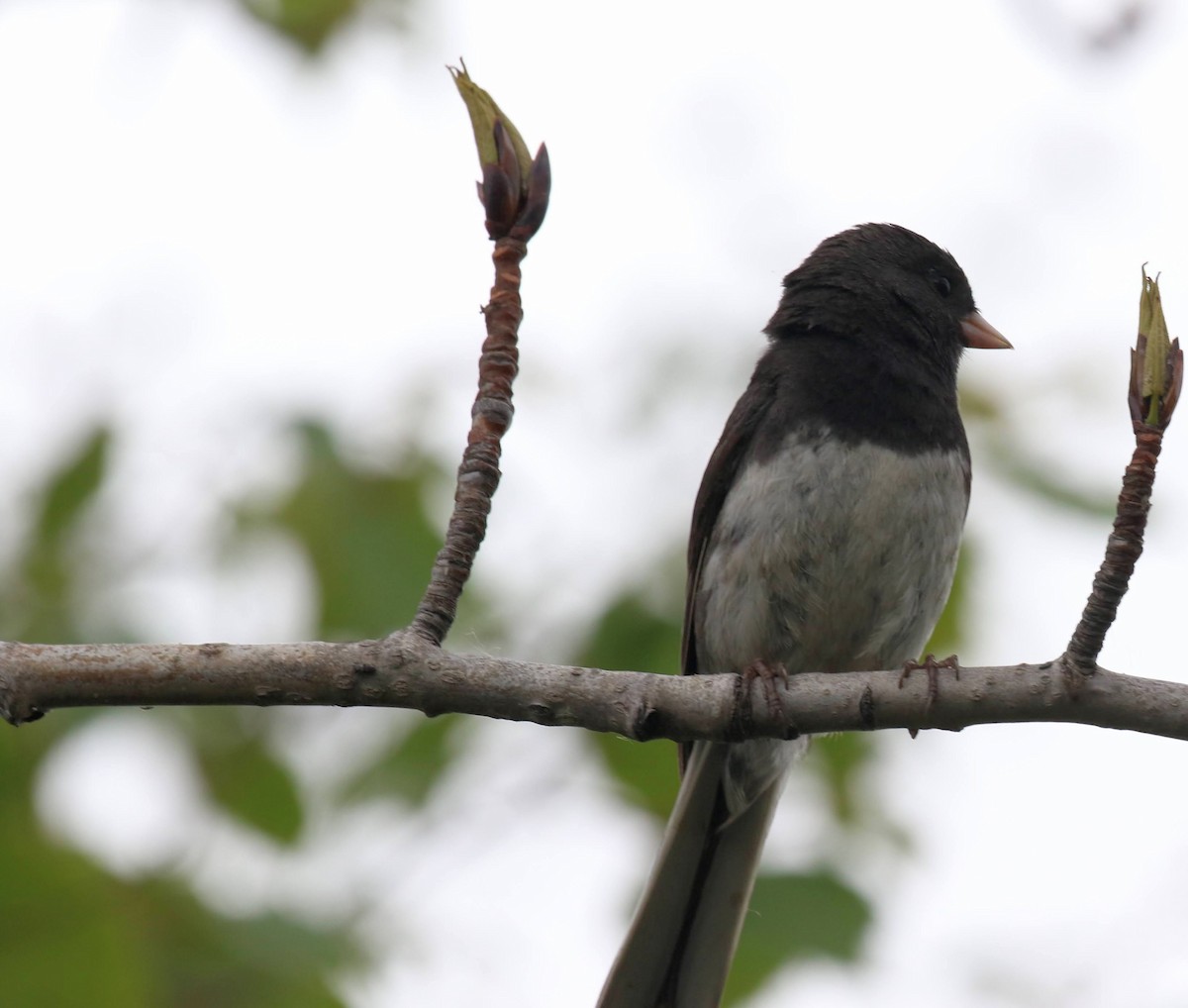 Junco Ojioscuro - ML551104761